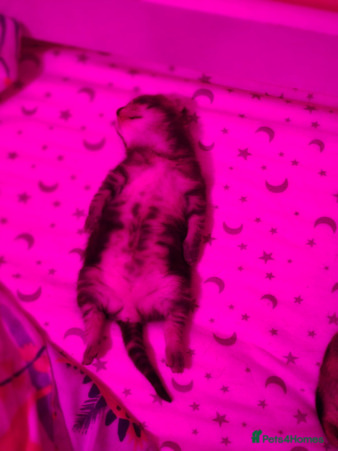 Domestic Shorthair cats for sale: Beautiful male tabby - Advert 14