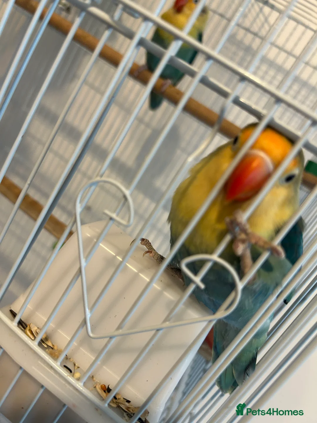 Lovebirds birds for sale: pair love birds with cage - Advert 4