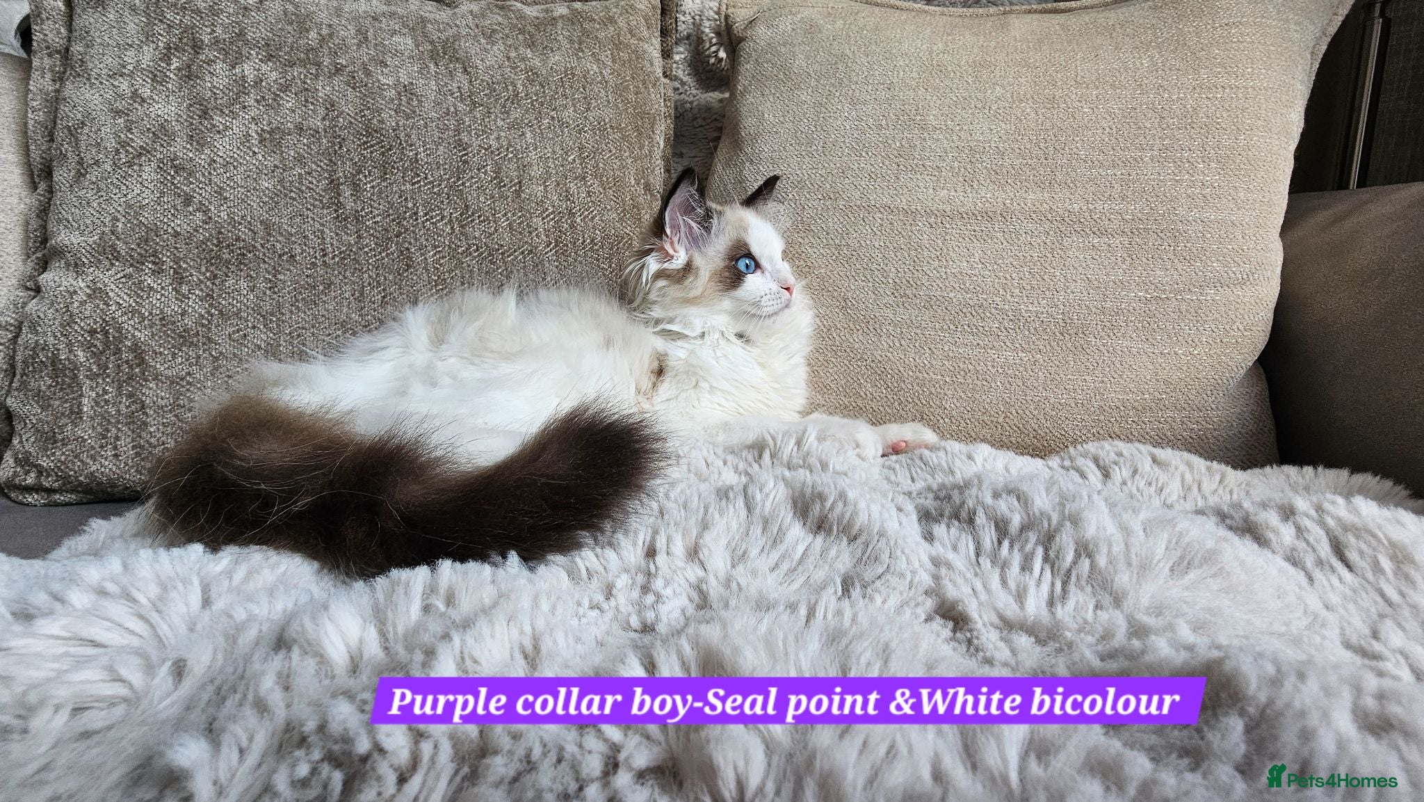Ragdoll cats  GCCF Active 2 Boys  - Advert 2