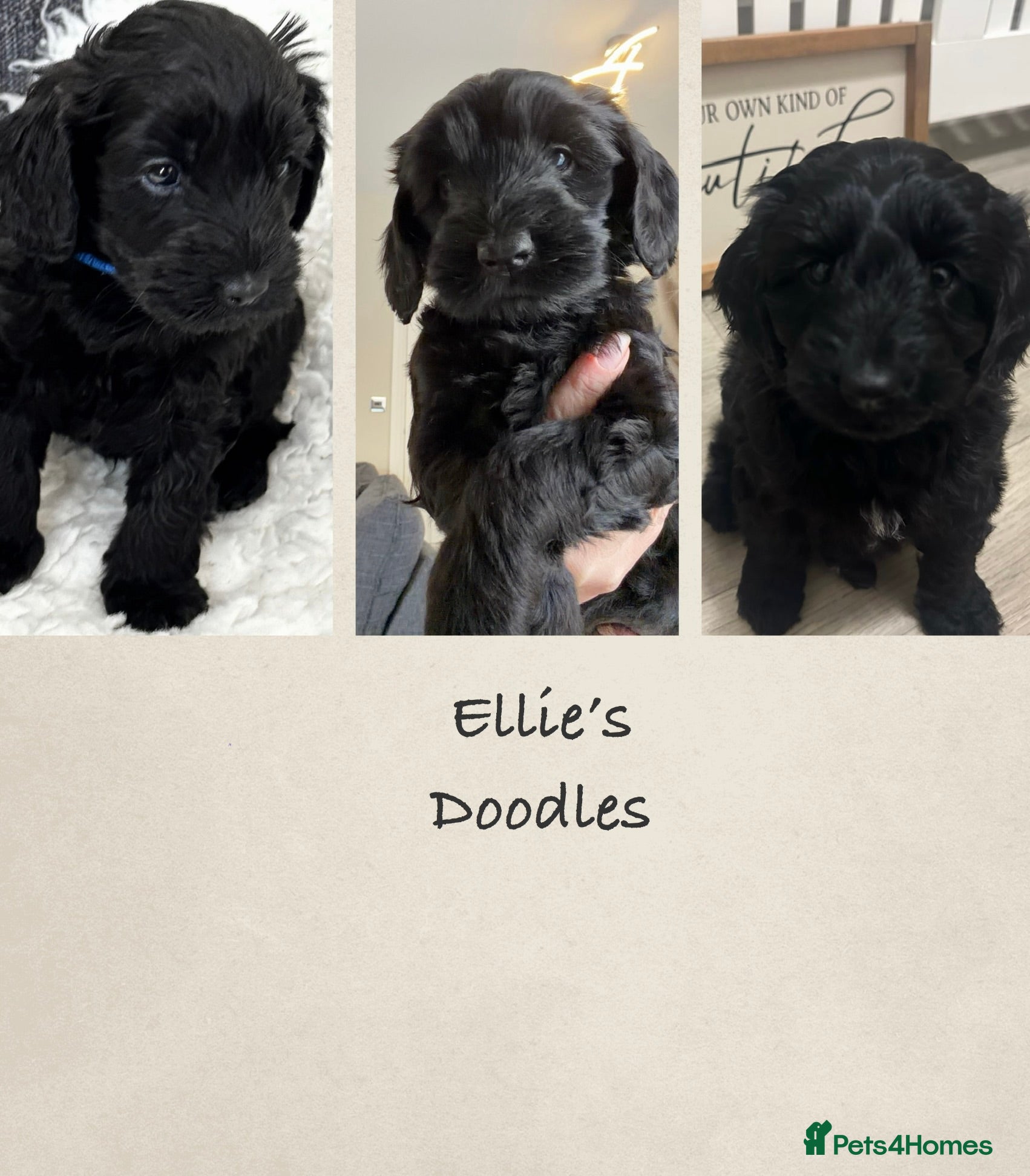 Australian Labradoodle dogs *3* Beautiful black Australian labradoodles  - Advert 1