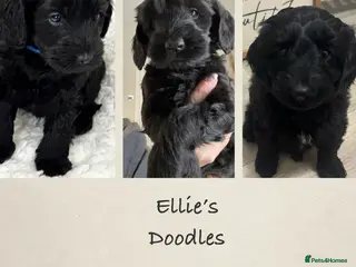 Australian Labradoodle dogs *3* Beautiful black Australian labradoodles - Advert 1
