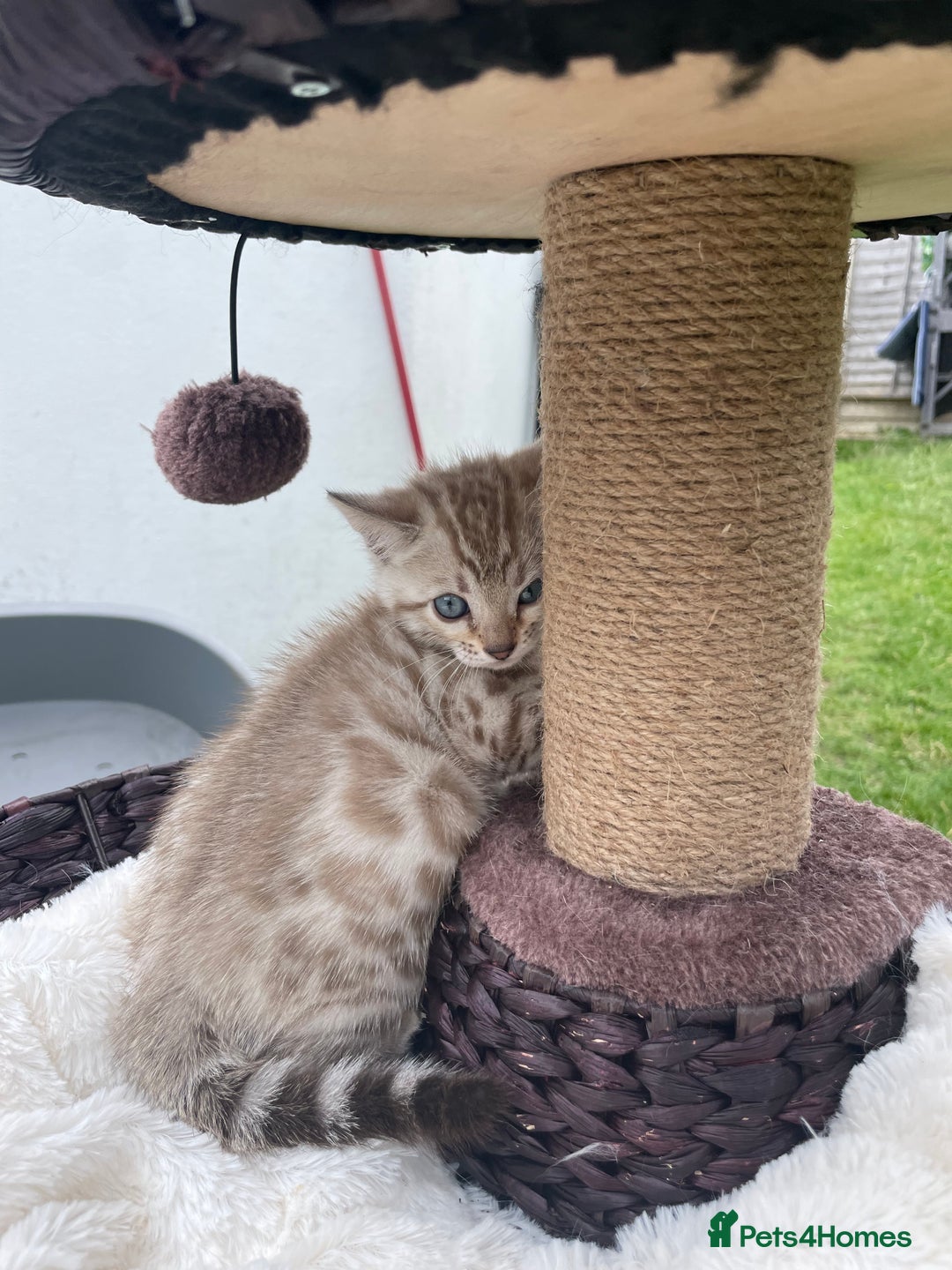 Bengal cats for sale: 3 Pure Bengals left  - Image 26