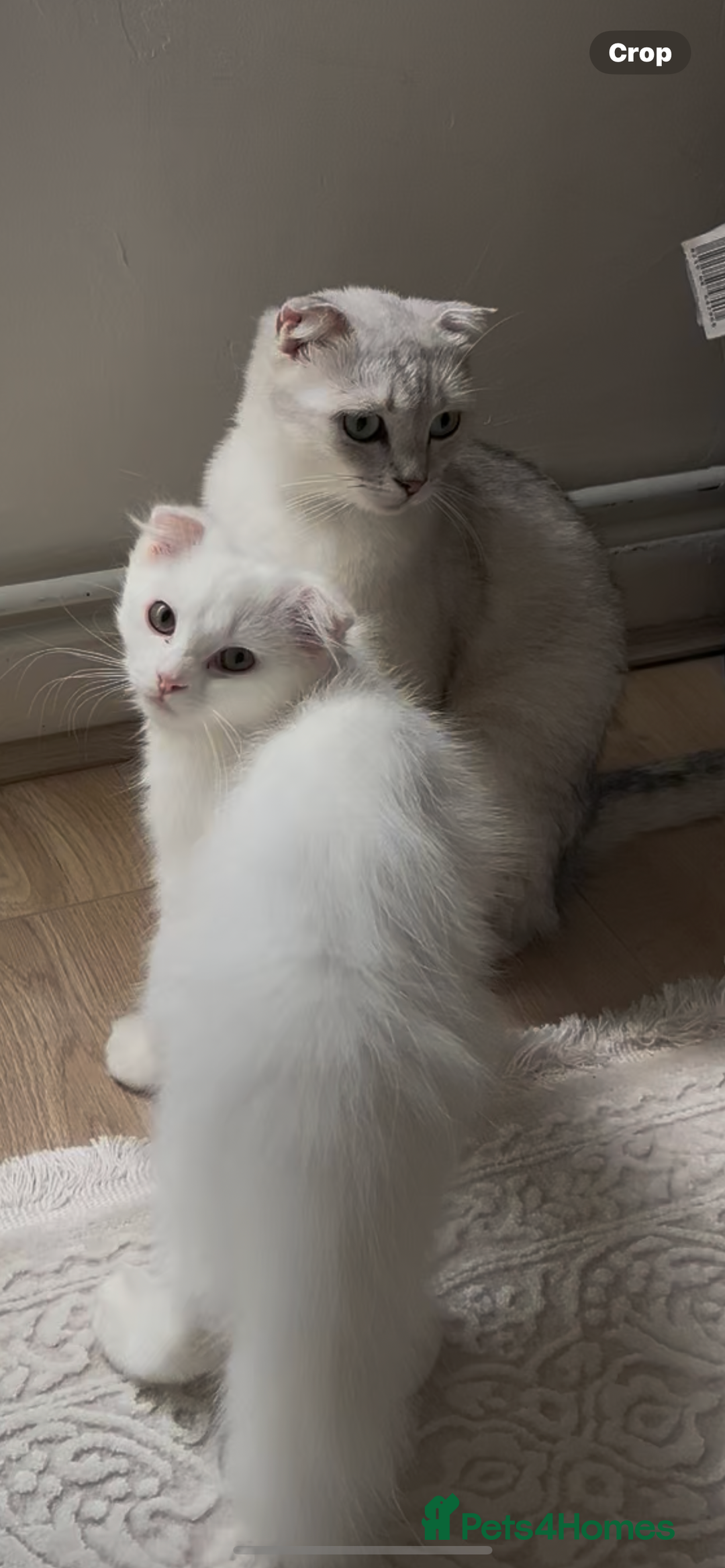 Scottish Fold cats for sale: Scottish Fold Long Hair White - Image 10