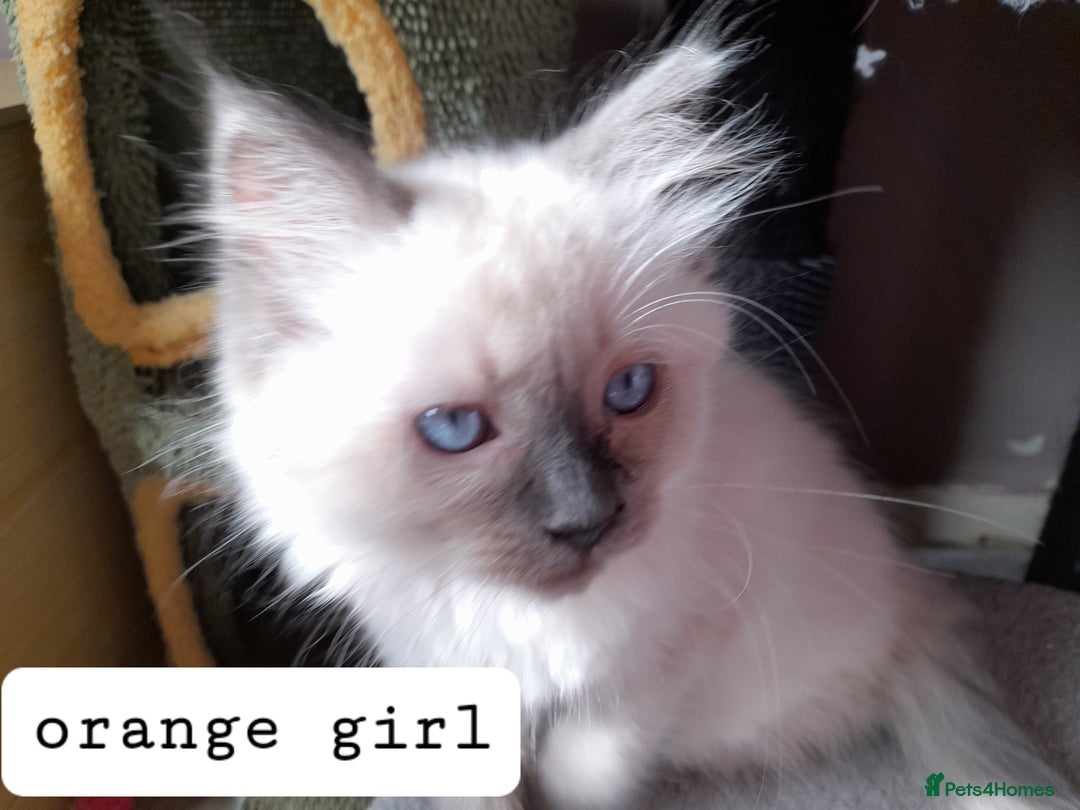 Ragdoll cats for sale: Gorgeous ,confident ragdolls stunning  - Image 27