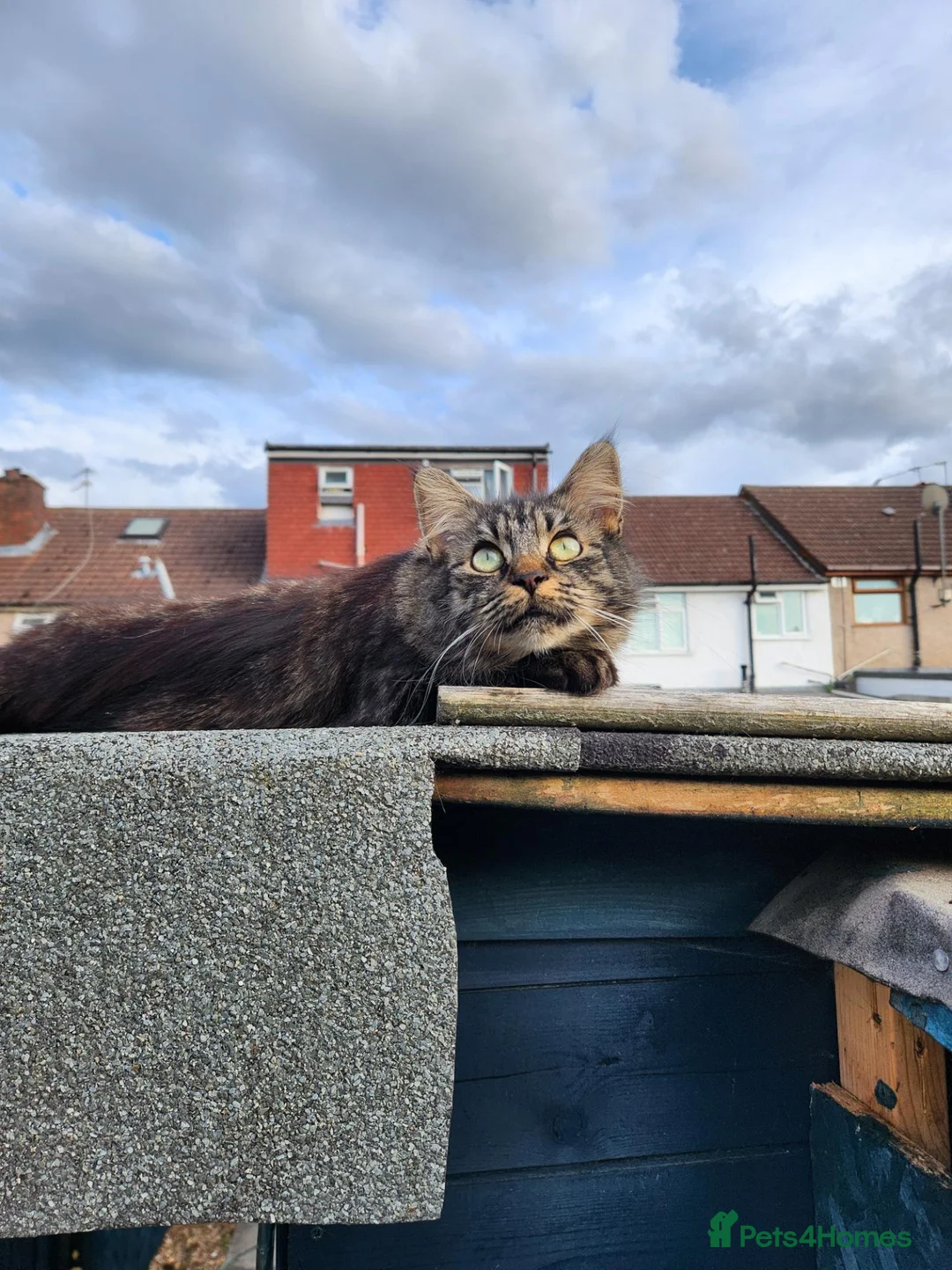 Mixed Breed cats for sale: Black female kitten - Advert 1