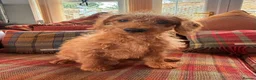 Labradoodle dogs for sale: extensively health clear F1b TOY labradoodle pup🐶 - Advert 4