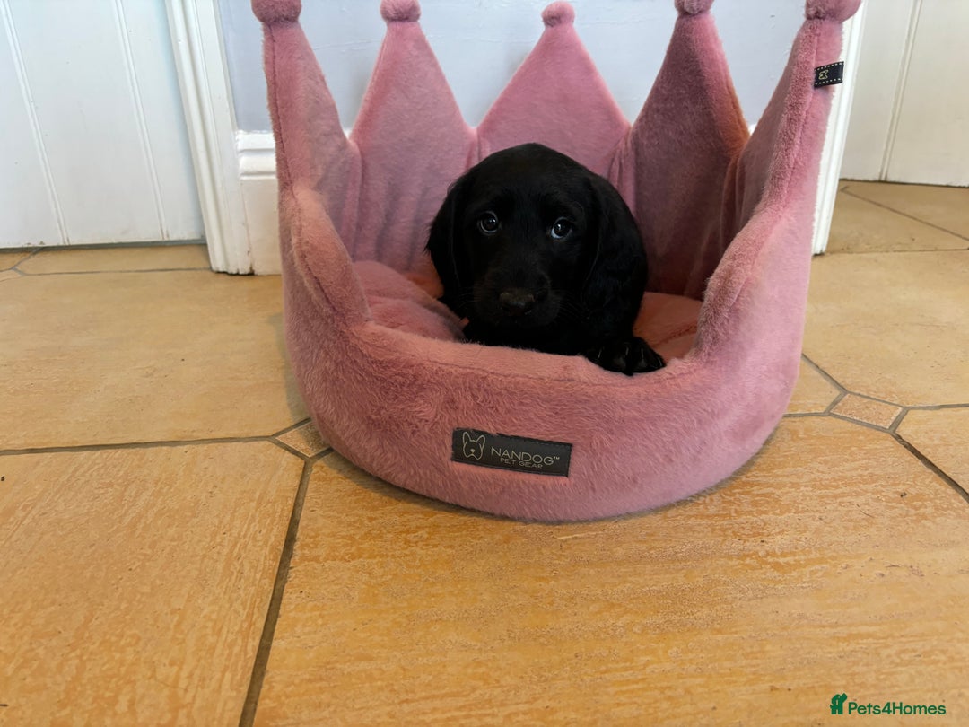 Labradoodle dogs for sale: ⭐️⭐️ Stunning F1 Miniature Labradoodles ⭐️⭐️ - Advert 27