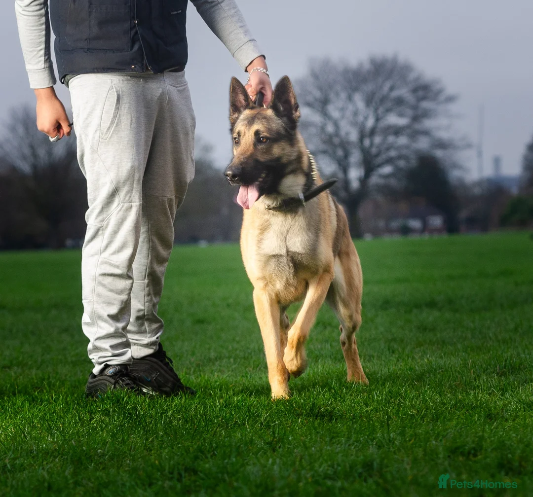 German Shepherd dogs for stud: PROVEN BIG BONED GERMAN SHEPHERD FOR STUD  in Romford - Advert 10