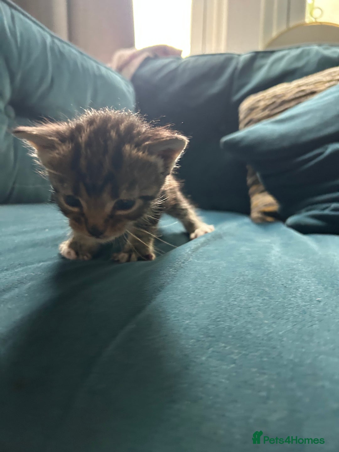 Mixed Breed cats for sale: Tabby White and black kittens  - Image 6
