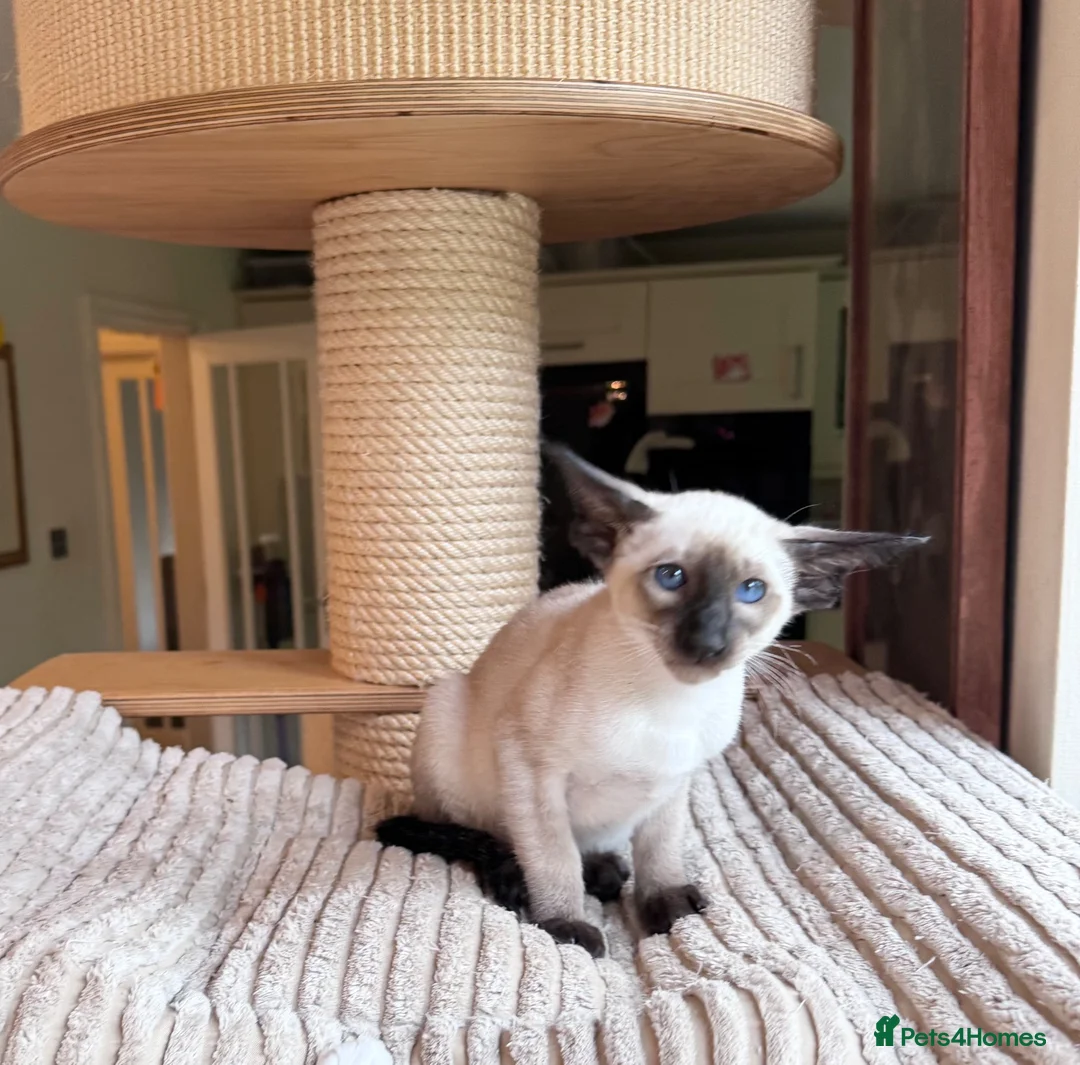Oriental cats for sale: Beautiful TICA Oriental  and Siamese babies - Advert 2