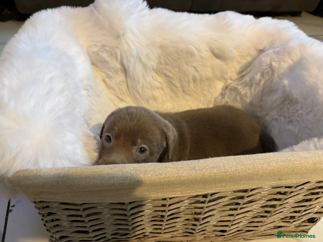 Labrador Retriever dogs for sale: Silver Labrador retriever puppies - Advert 20