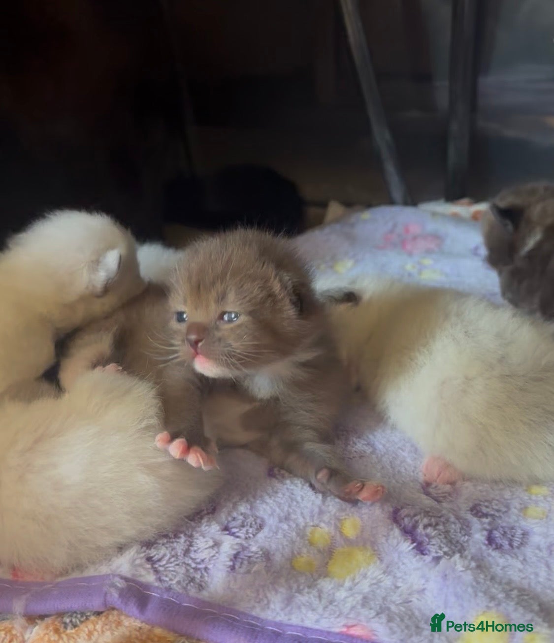 Ragamese cats RAGAMESE (RAGDOLL-SIAMESE) KITTENS - Advert 1