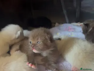 Ragamese cats RAGAMESE (RAGDOLL-SIAMESE) KITTENS - Advert 1