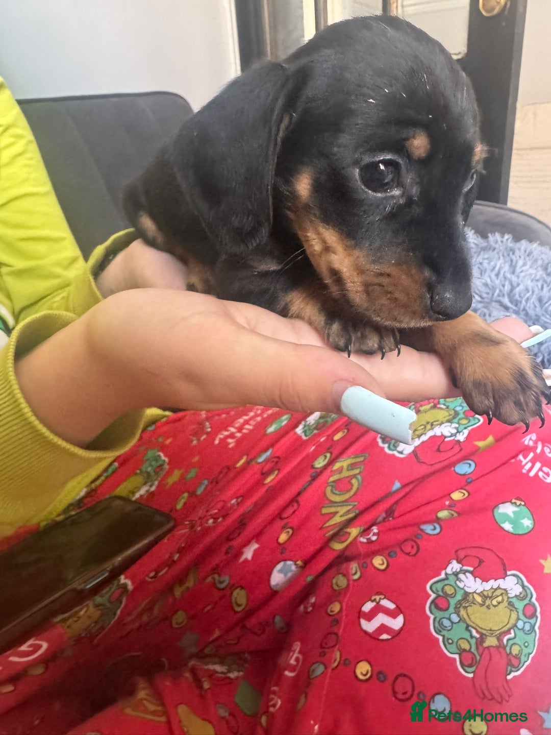 Chihuahua dogs for sale: Miniature dashshund Only 8 weeks old - Image 12