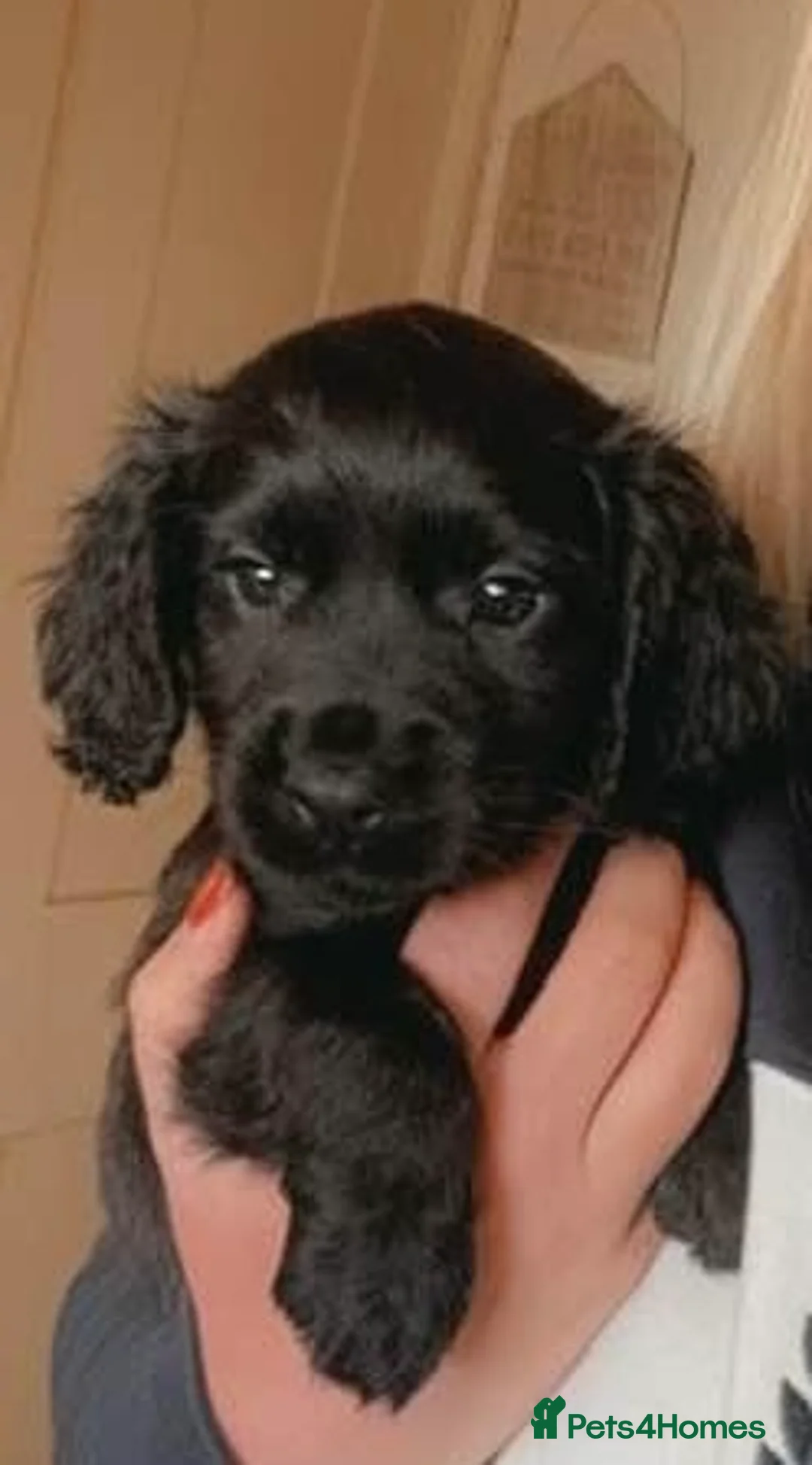 Cocker Spaniel dogs for stud: Stunning Chocolate & Tan Cocker Proven Stud in Burton-on-Trent - Advert 27