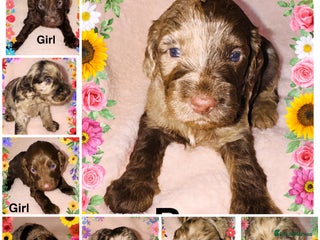 Cockapoo dogs ❤️DNA Tested F1 Rare Merle Cockapoos,Ready 4th Feb - Advert 5