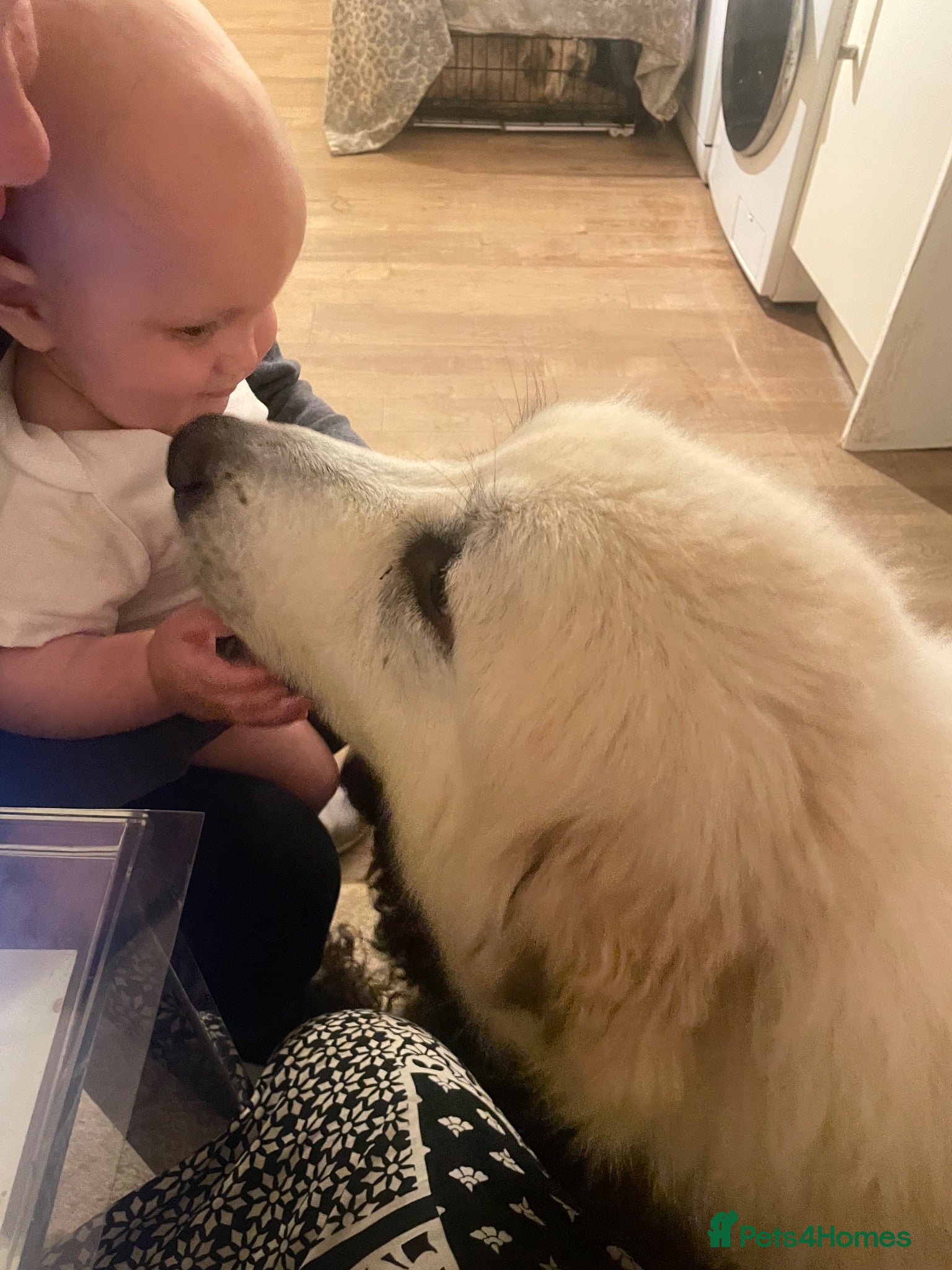 Pyrenean Mountain Dog dogs Pyreneese mountain dog pedigree  - Advert 1