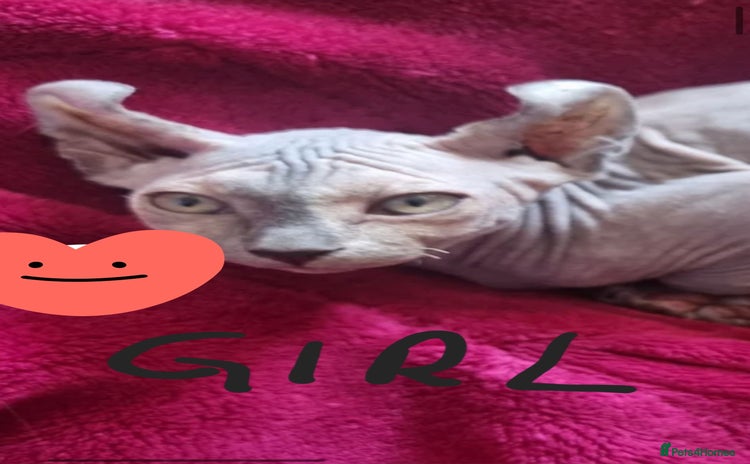 Sphynx cats - Advert 3