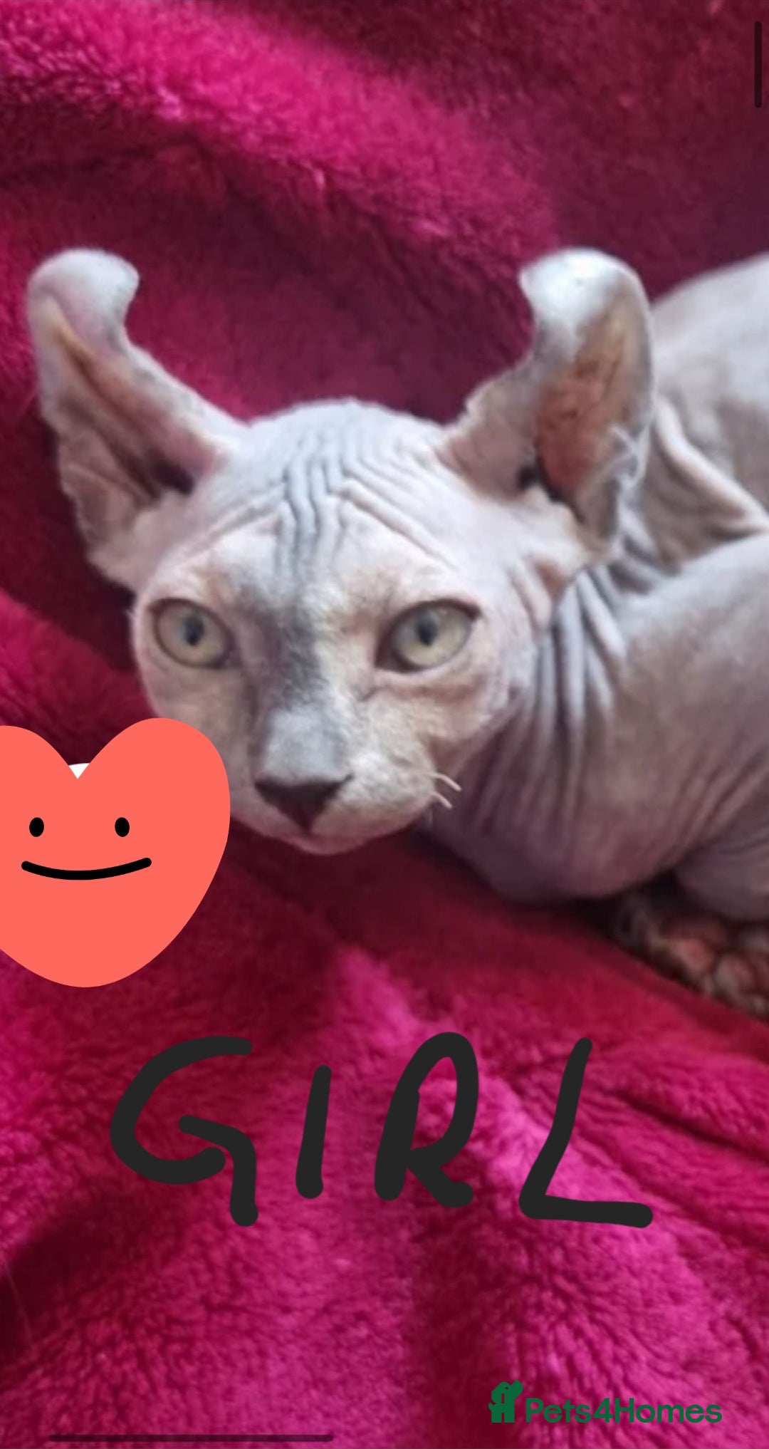 Sphynx cats for sale: Sphynx kittens  - Image 3