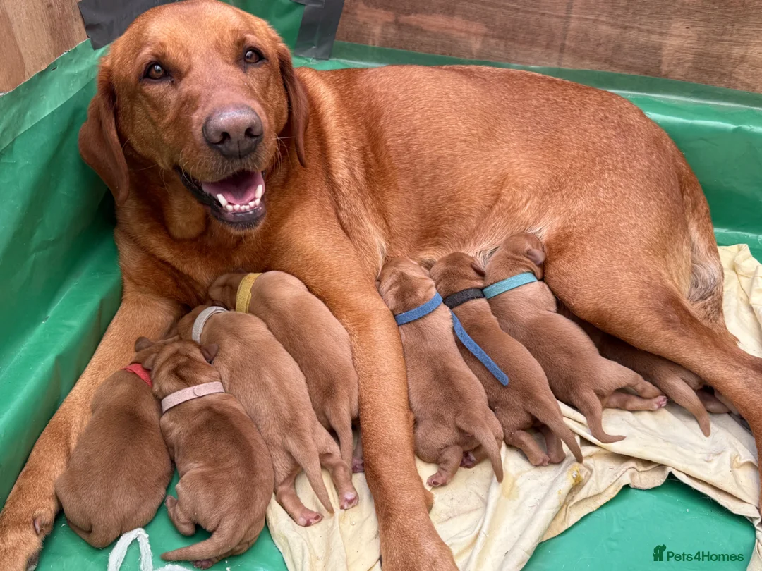 Labrador Retriever dogs for sale: Pedigree Red Labrador Puppies  - Advert 2