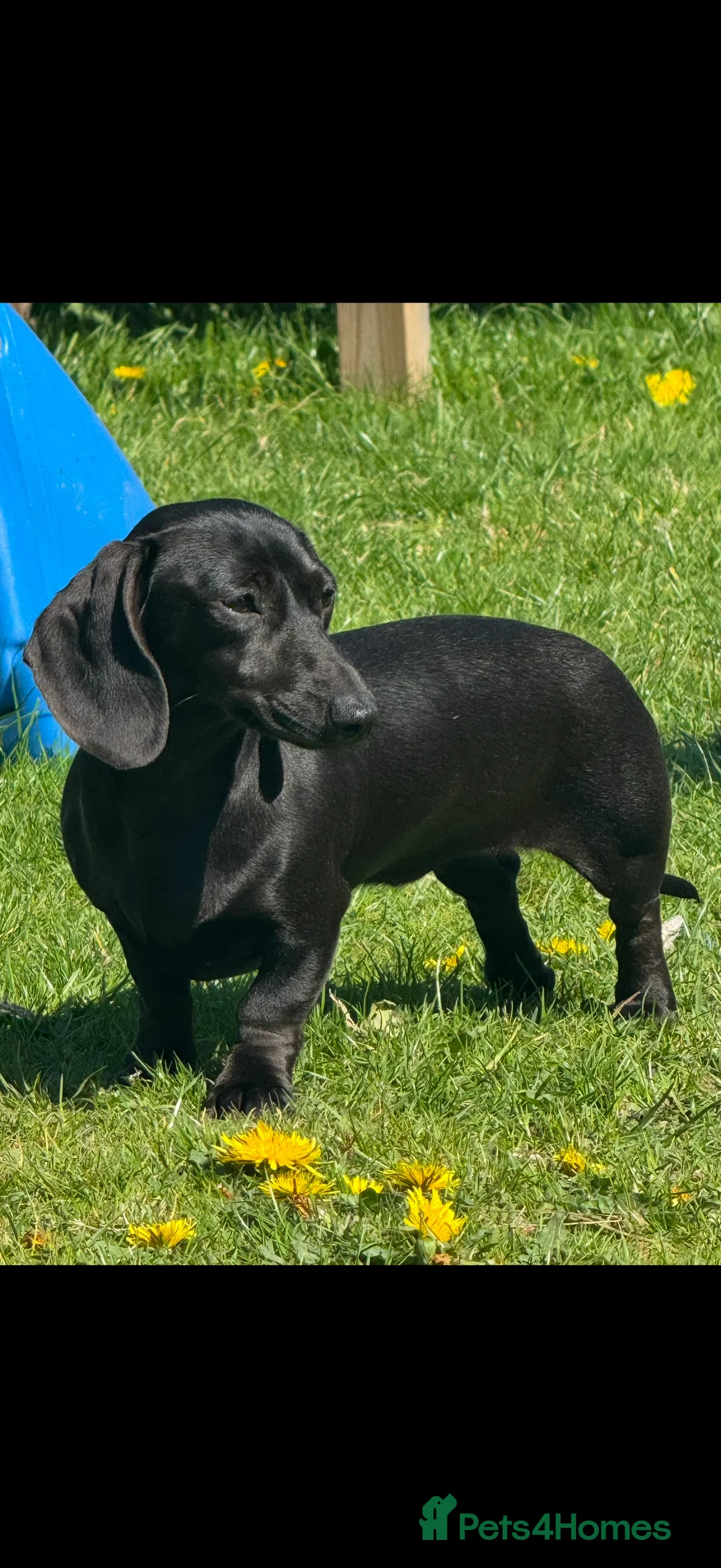 Miniature Dachshund dogs for sale: Miniature dachshund puppies in Marlborough - Advert 4
