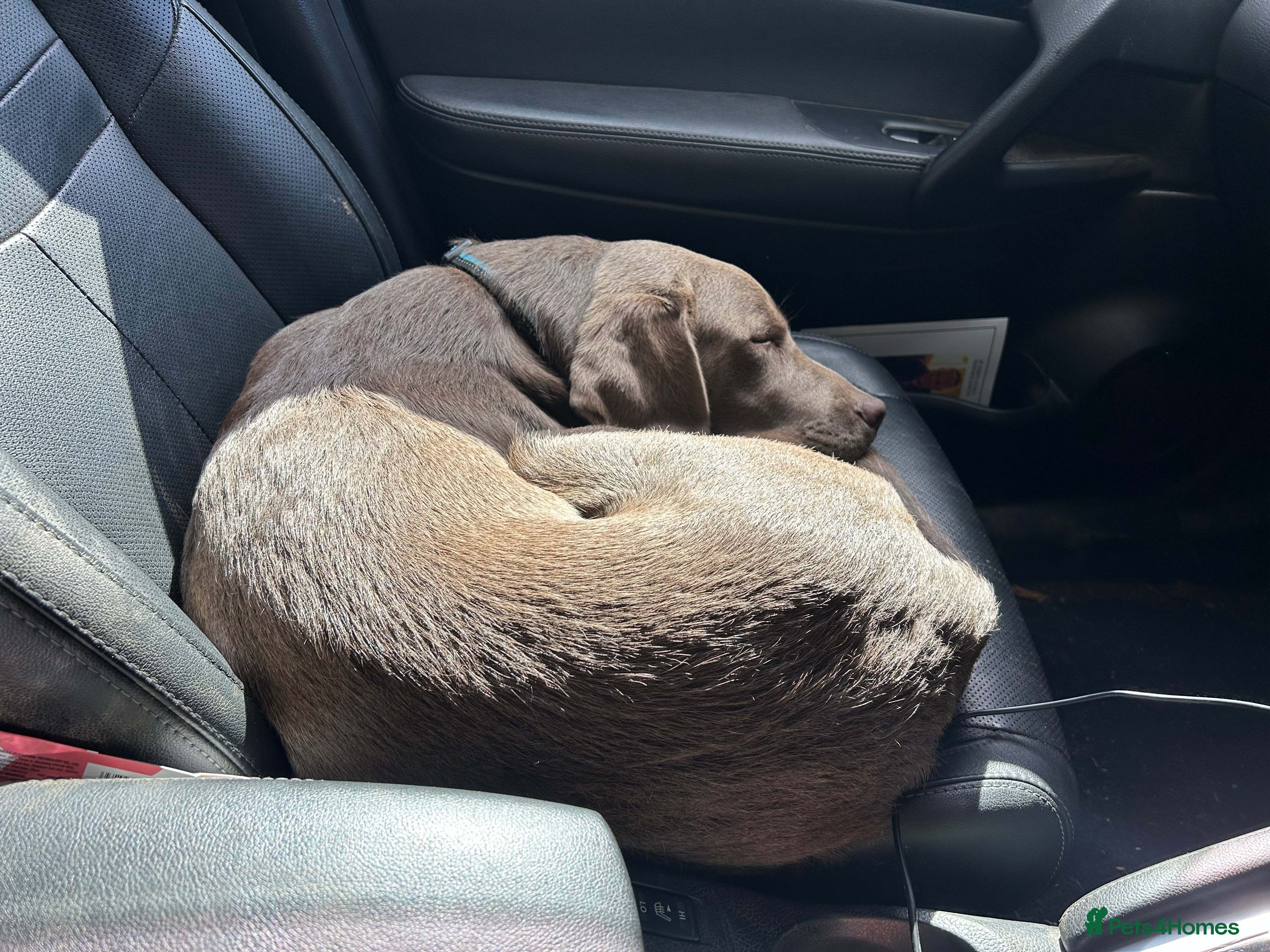 Labrador Retriever dogs Male Silver Labrador - Advert 1