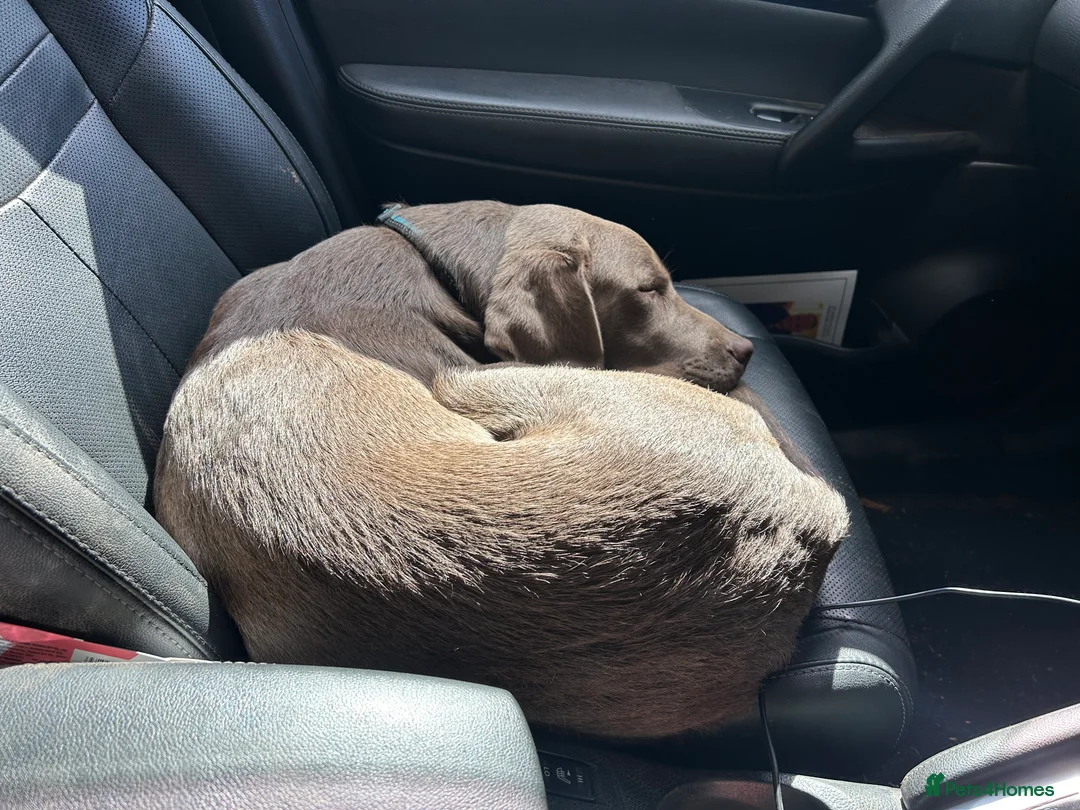 Labrador Retriever dogs for sale: Male Silver Labrador - Advert 1