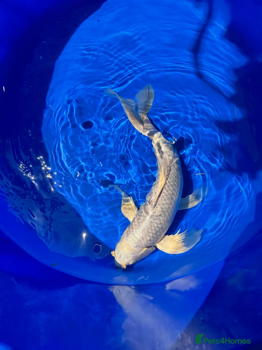 Koi Carp fish for sale: Stunning Japanese Purachina Butterfly Koi - Advert 2