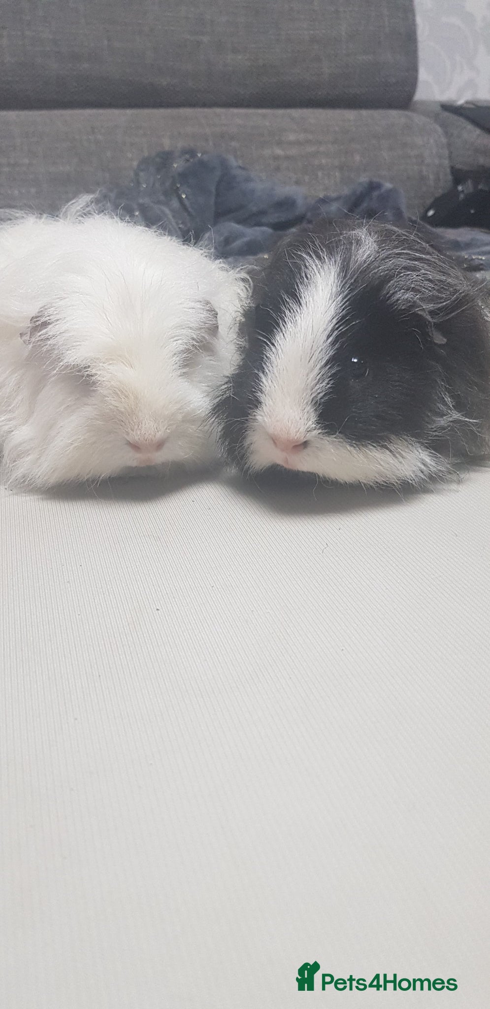 Guinea Pig rodents for sale: MALE Guinea pigs in Skelmersdale - Advert 2