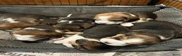 Beagle dogs for sale: Champion Bred Puppies (KC Reg) - Advert 6