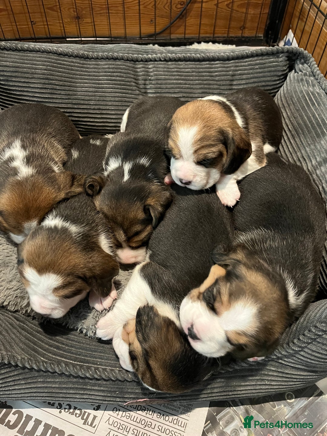 Beagle dogs for sale: Champion Bred Puppies (KC Reg) - Advert 6