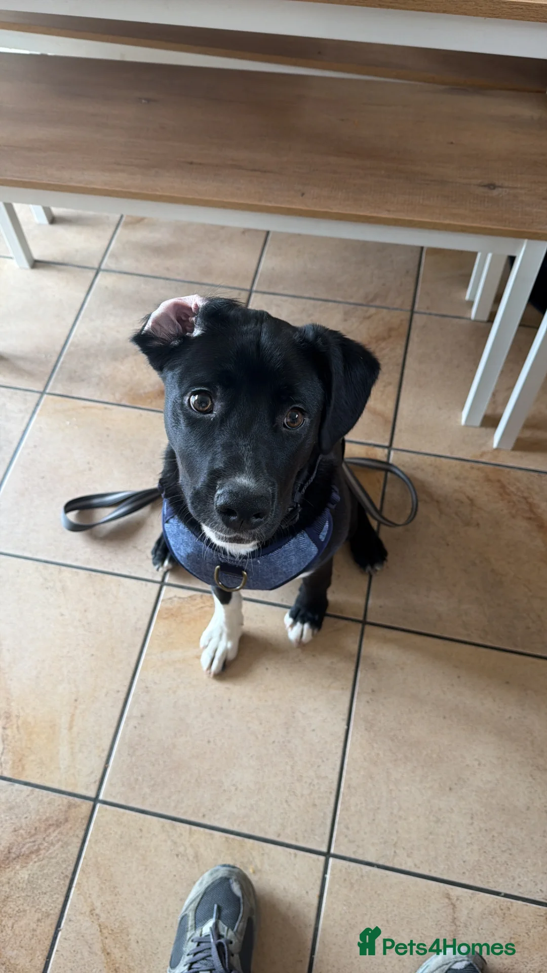 Borador dogs for sale: Jake - 7 month old Lab x Collie in Tonypandy - Advert 2