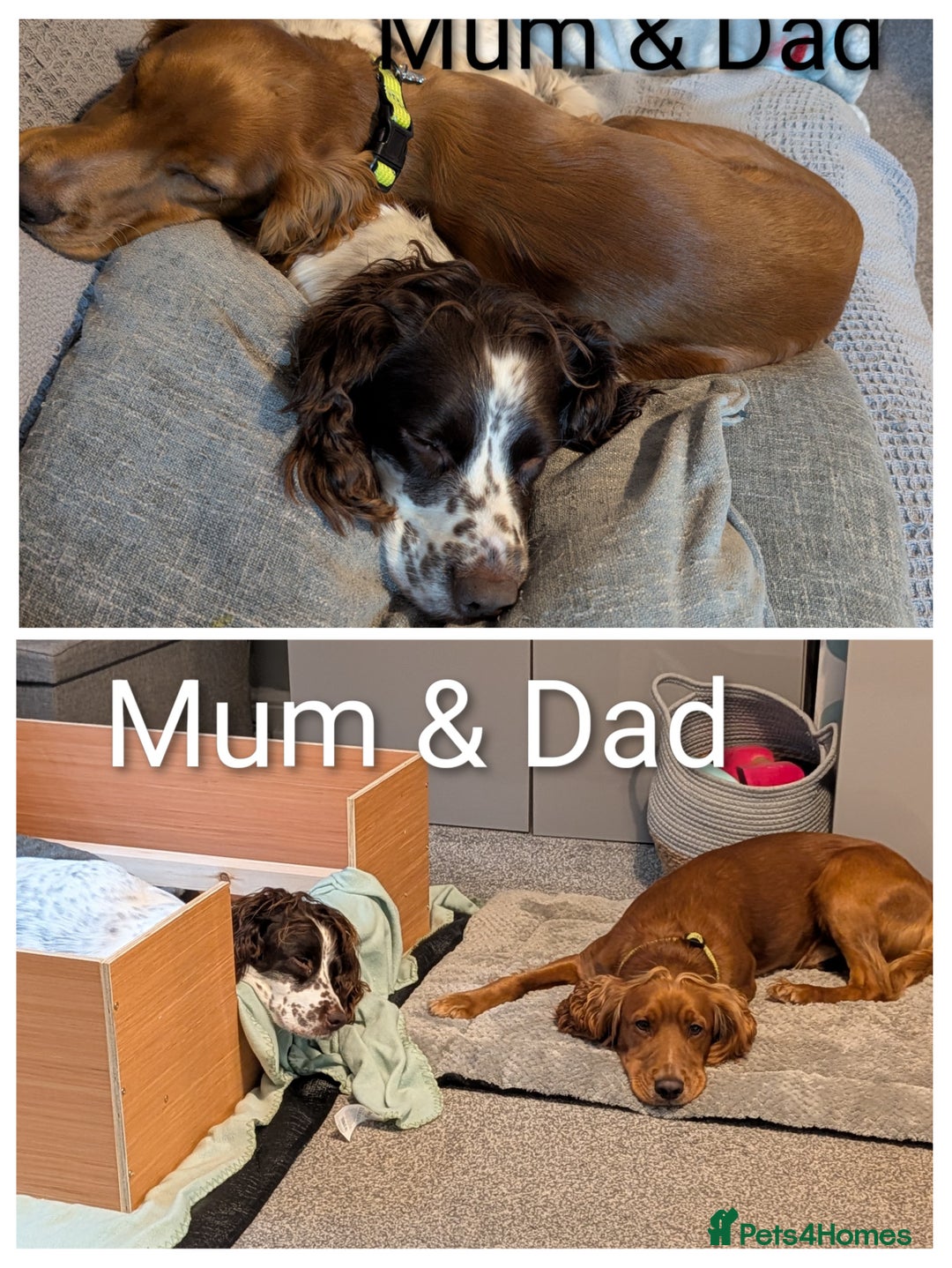 Sprocker dogs for sale: Chunky Sprocker Spaniel puppies - Advert 8