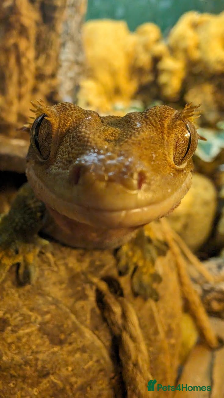Gecko reptiles for sale: Double setup geckos and frogs - Advert 3