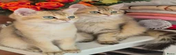 British Longhair cats for sale: British Longhair/Shorthair black golden shaded  - Advert 13
