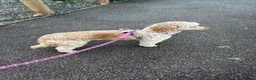 Cockapoo dogs for sale: Beautiful merle Cockapoo puppies  - Advert 5
