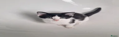 Mixed Breed Kitten 4