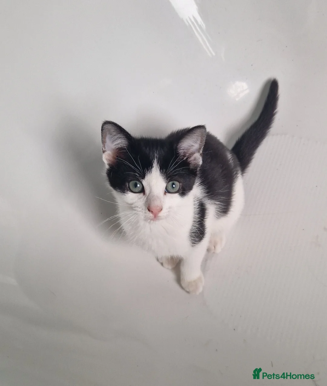 Mixed Breed cats for sale: 4 female kittens - Advert 2