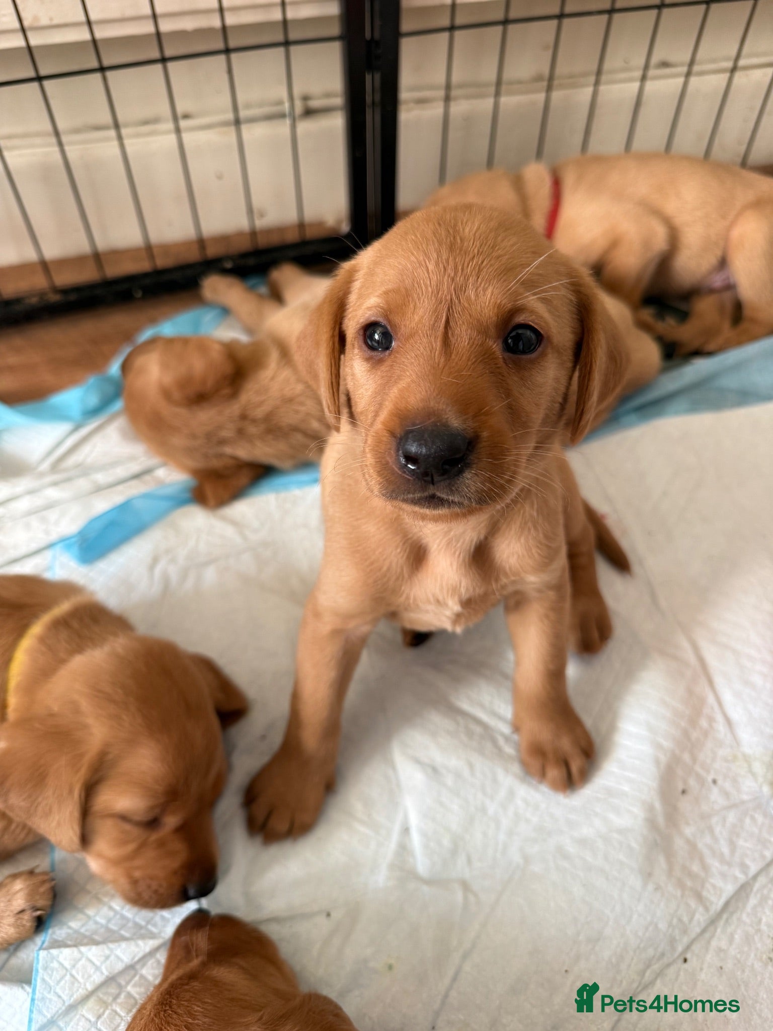 Labrador Retriever dogs Beautiful fox red Labrador puppies  - Advert 16