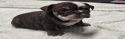 English Bulldog dogs for sale: puppies for sale last 2 girls on near offer  - Advert 18