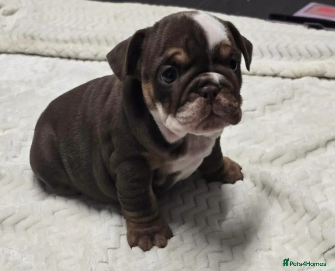 English Bulldog dogs for sale: puppies for sale last 2 girls on near offer  - Advert 18
