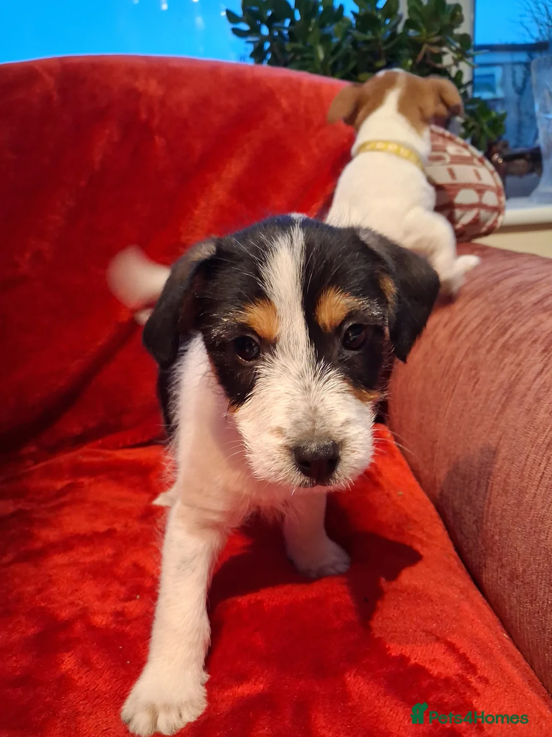 Jack Russell dogs for sale: Jack russel puppies  - Advert 4