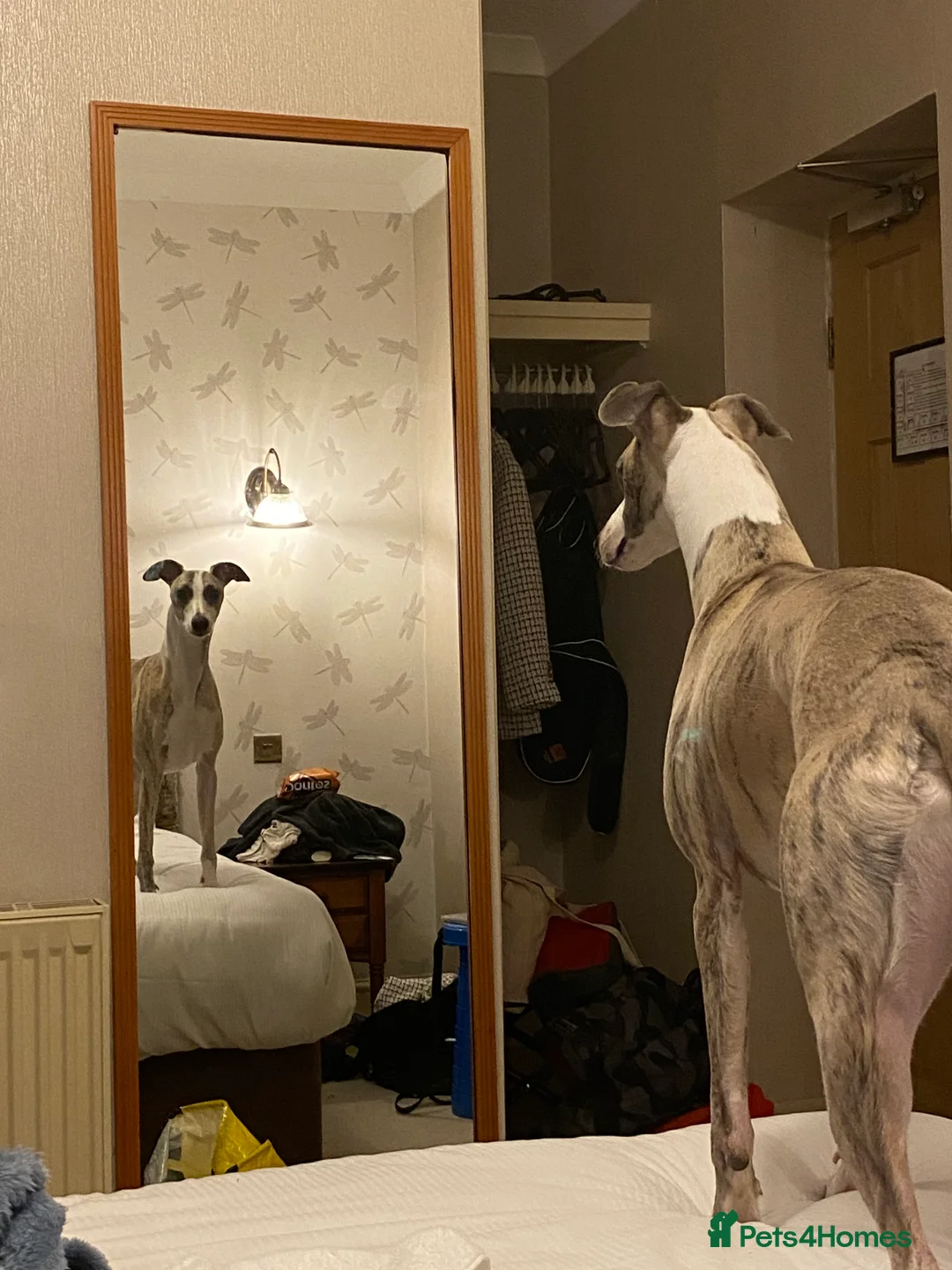 Whippet dogs for stud: Quality Whippet For Stud  - Advert 9