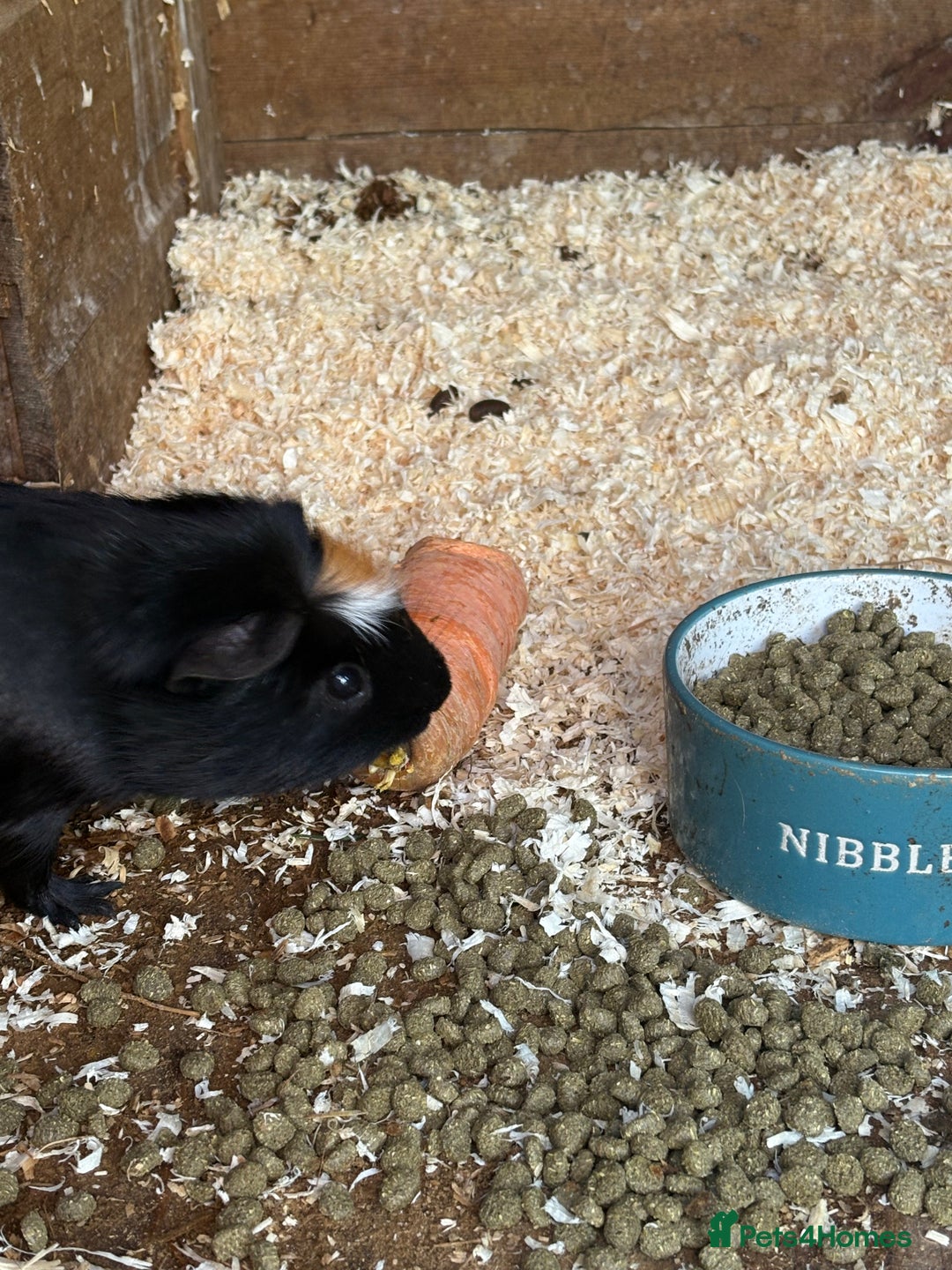 Guinea Pig rodents for sale: Beautiful male crested Guinea pig - Advert 2