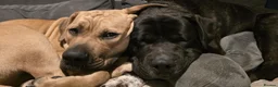 Mixed Breed dogs for sale: Cane Corso x Puppies - Advert 3