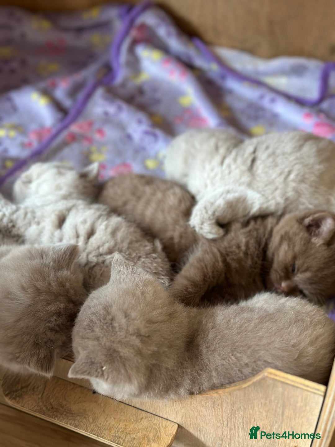 British Shorthair cats for sale: British shorthair kittens  - Image 13