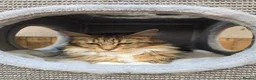Maine Coon cats for sale: Retired queen black (golden) brown tabby bicolor - Advert 13