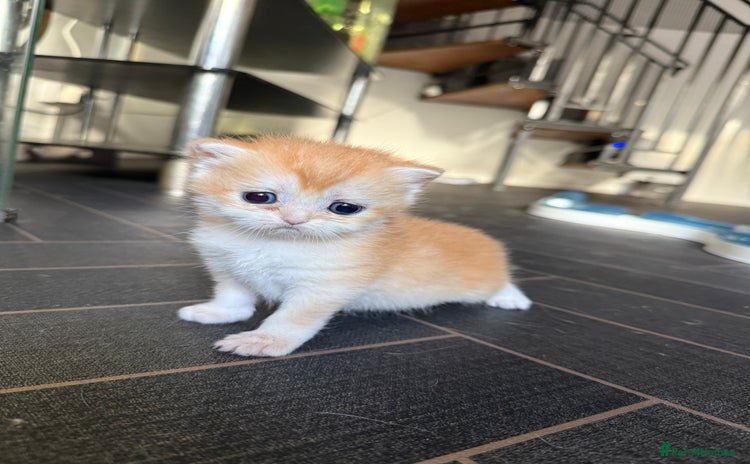 British Shorthair cats GCCF reg BSH Chocolate and Black Golden Kittens - Advert 11