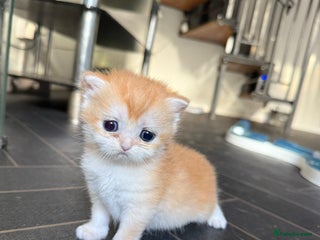 British Shorthair cats GCCF reg BSH Chocolate and Black Golden Kittens - Advert 2