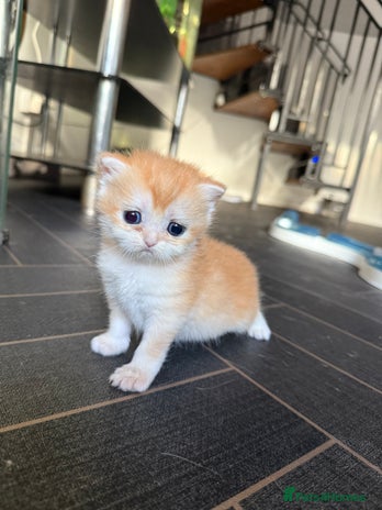 British Shorthair cats GCCF reg BSH Chocolate and Black Golden Kittens - Advert 11